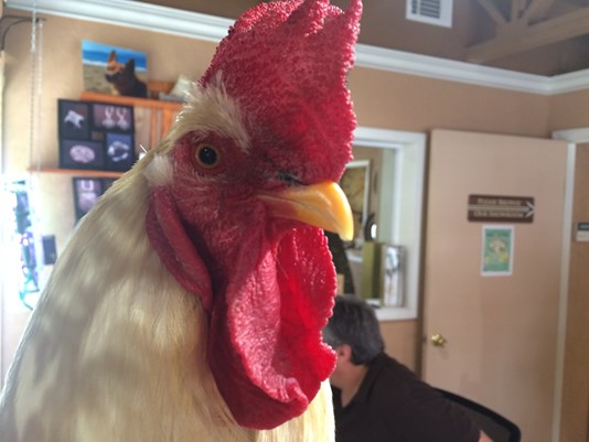 rooster_1465717205229_2919529_ver1-0